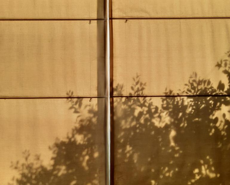Shadows of a bush seen on a window blind.