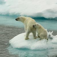 A mother polar bear with her cub, suffering the effects of climate change. 