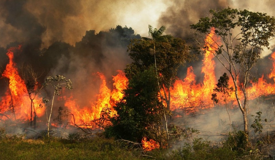 The Amazon Rainforest Burning Down