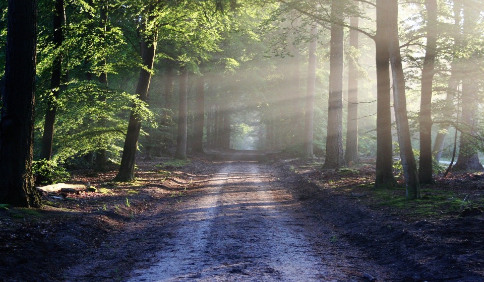 Sunbeams going across a dirt road and the forest either side.