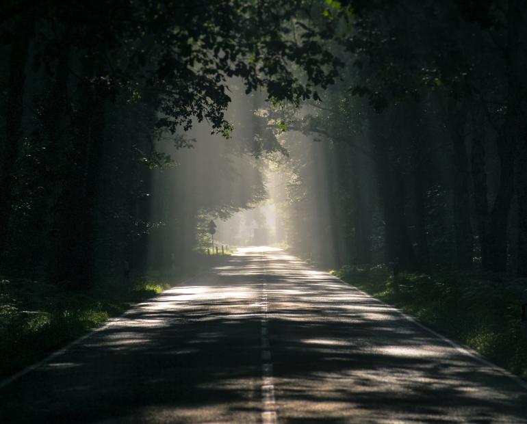una carretera atravesando un bosque.
