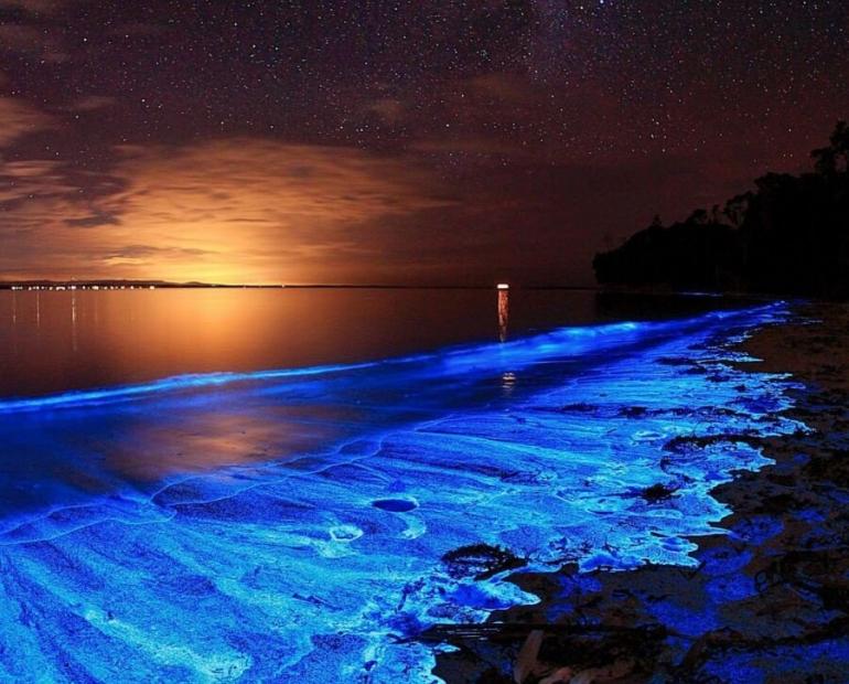 Brightly shining coastline caused by the biolumiescent plankton