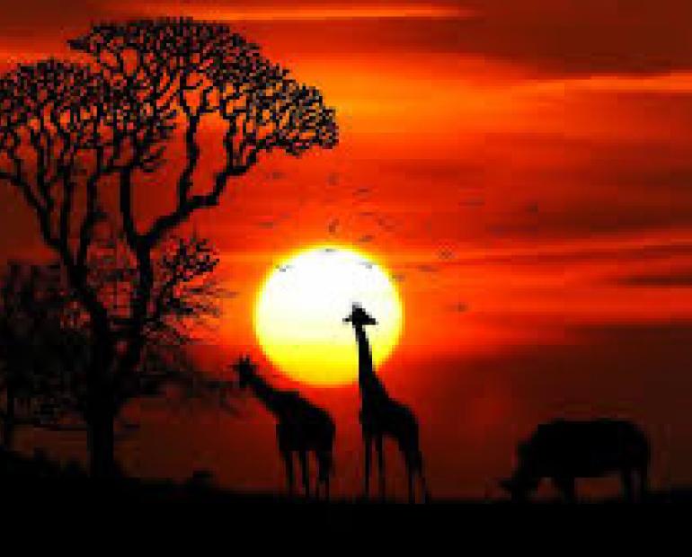 Image of African Safari