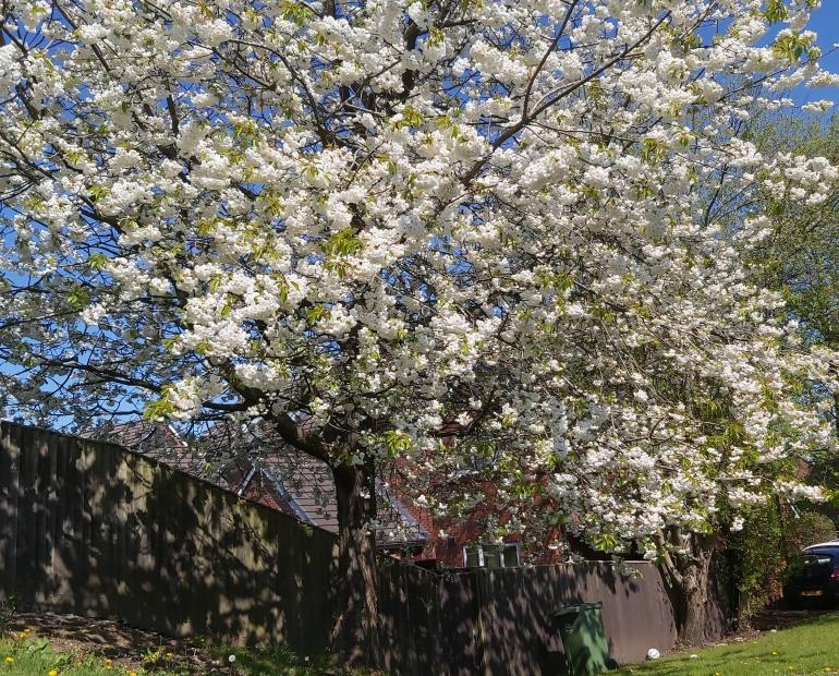 Image of a tree with flowers