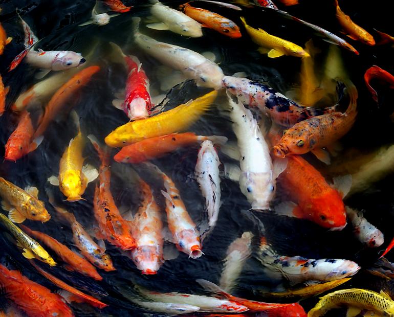 A group of beautiful fish in water.
