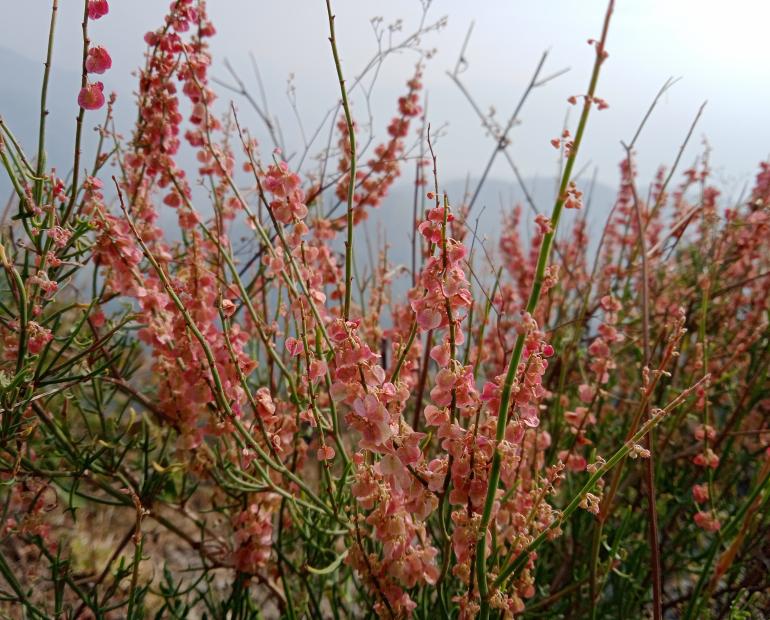 A picture of pink flowers in the backdrop of mountains