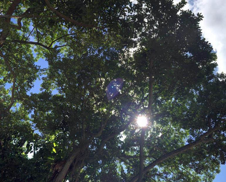 A picture depicting sun rays straying through a tree