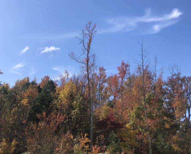 Trees of different colors lined up along with a blue sky with clouds in the background.