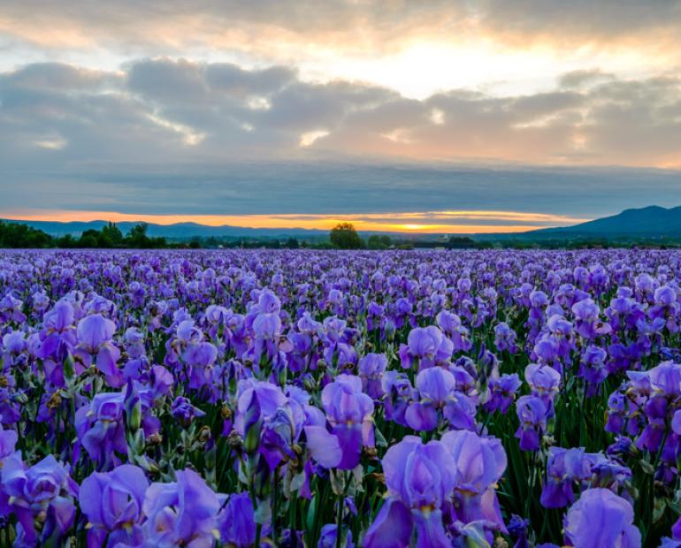 Field of purple lilies alongside a sunset filled with clouds. 