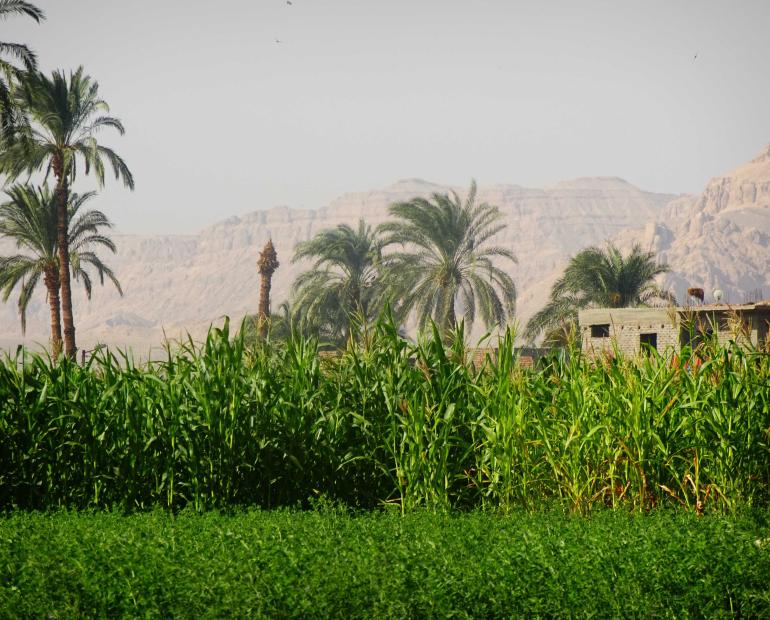 A green field in front of mountains in Upper Egypt.