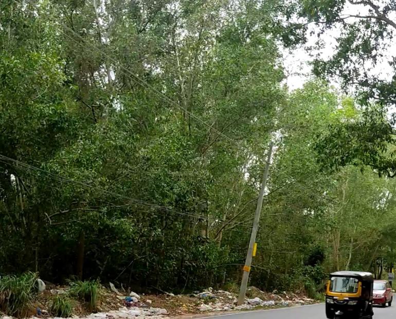 A road with trees on the side and waste being dumped all over the road side
