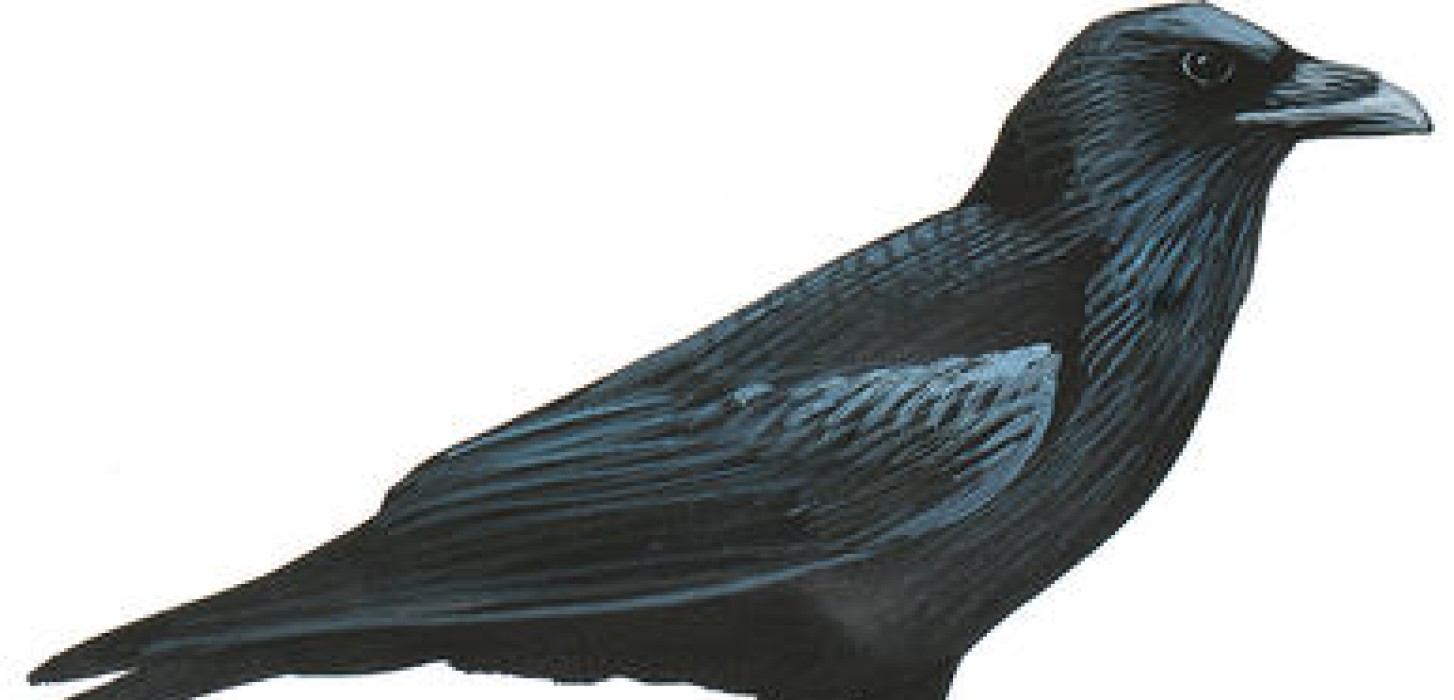 Cuervo negro con fondo blanco 