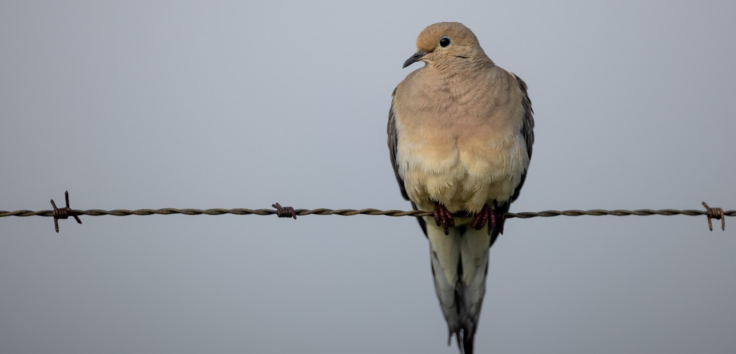A doves on a metal wire