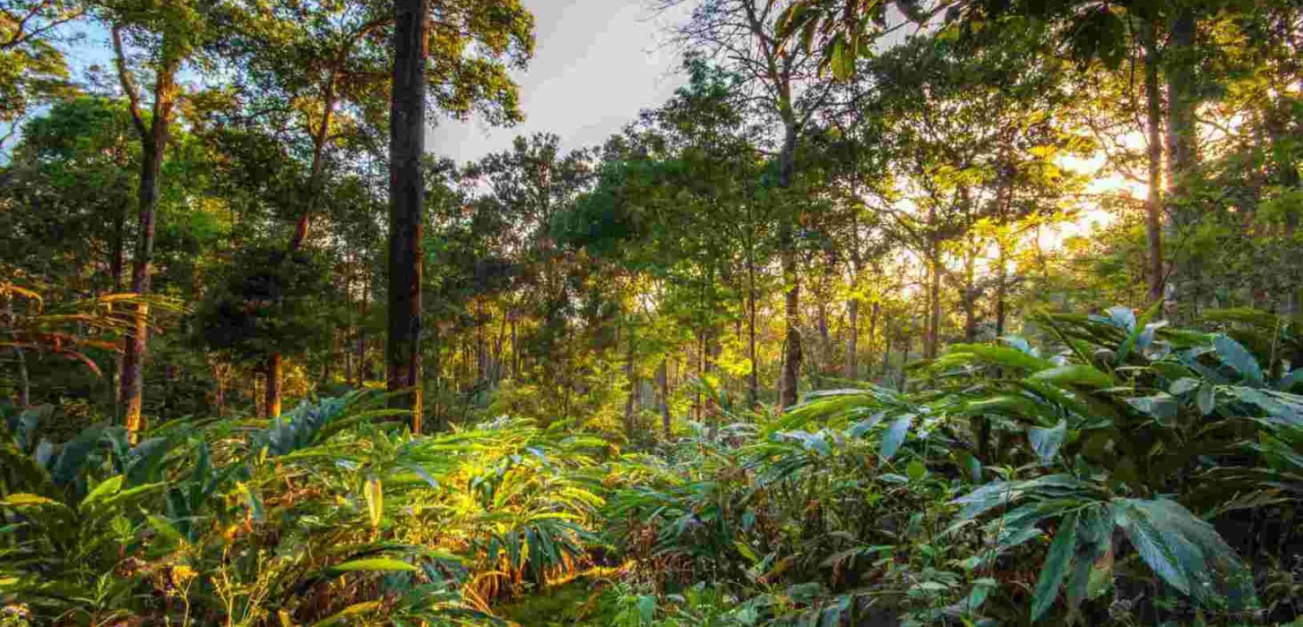 A jungle in India, the light shines through the trees and vegetation.