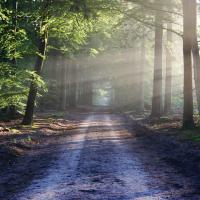 Sunbeams going across a dirt road and the forest either side.