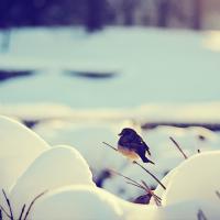 A photo of a small bird in the snow.
