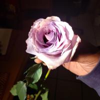 Lavender Rose in the Sun