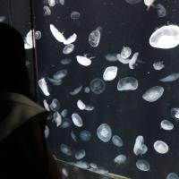 A girl looking at jellyfish in an aquarium.