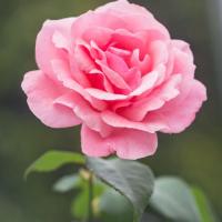 This is a pink rose, fully blossomed. I put this picture to represent growth and beauty within all of us.