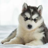 This is my future puppy! Cite : https://thehappypuppysite.com/the-siberian-husky/