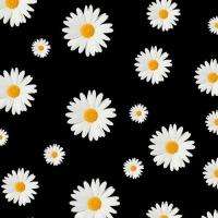 daisys 