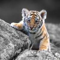 A Tiger Cub
