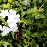 A solo close picture of Cape Leadwart, Blue plumbago or Cape plumbago flower.