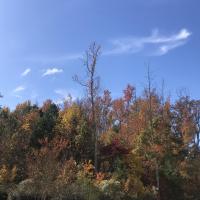 Trees of multiple colors in a line against a blue sky with clouds.